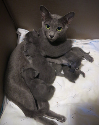 Kittens at 2 weeks